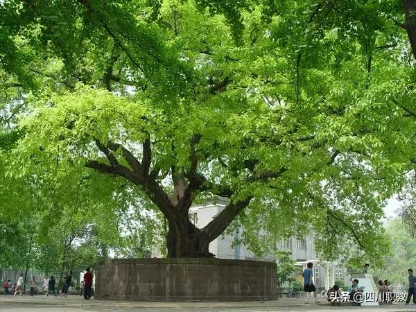 宜賓職業(yè)技術(shù)學(xué)校排名(宜賓職業(yè)學(xué)校有哪些專(zhuān)業(yè))